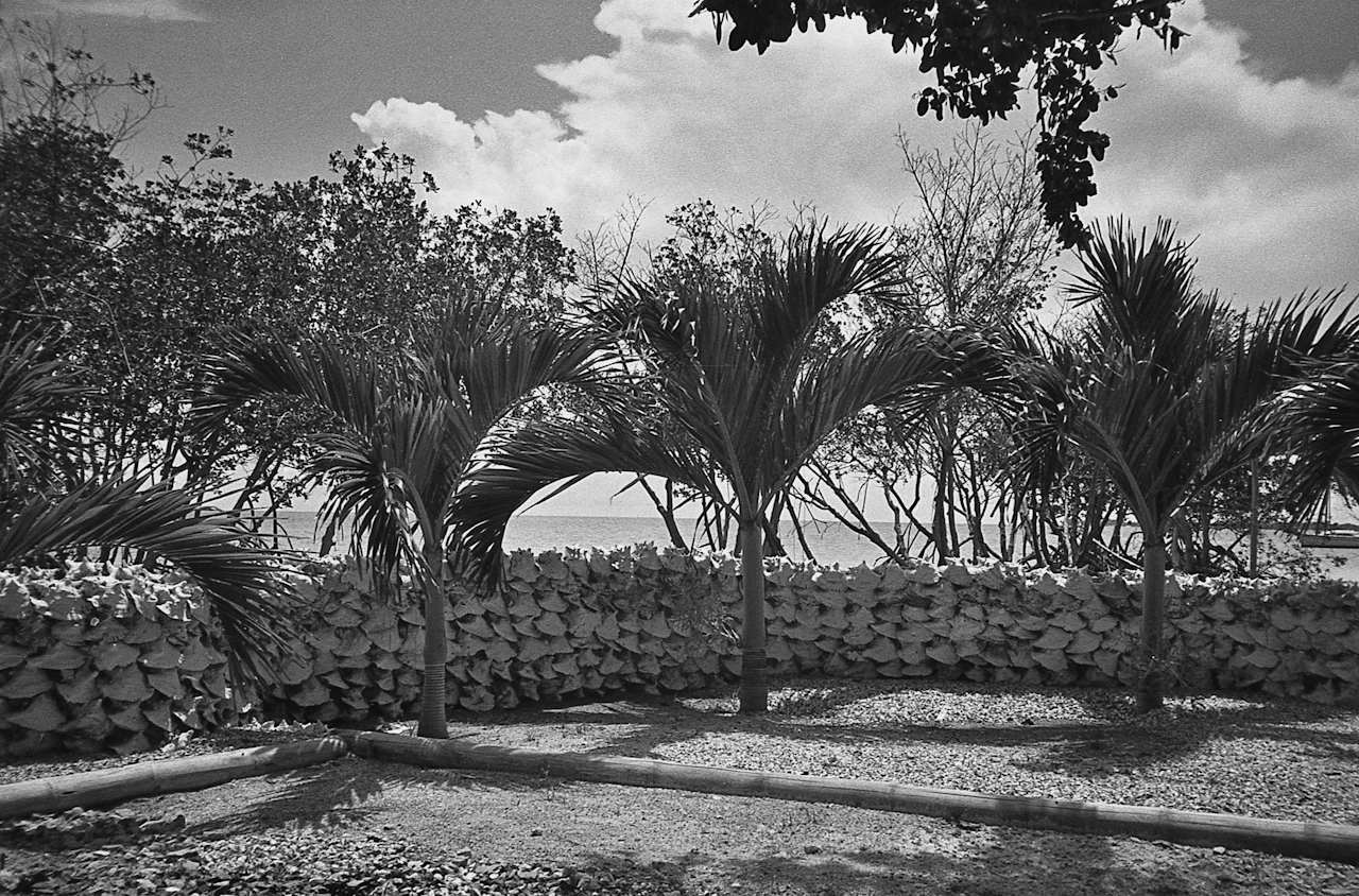 Black and white photo of young palm trees behind a long, low wall built from stacked conch shells.
