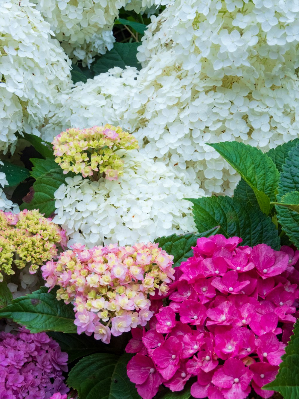 a group of flowers