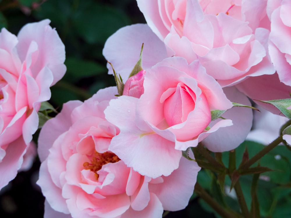 a close up of pink flowers