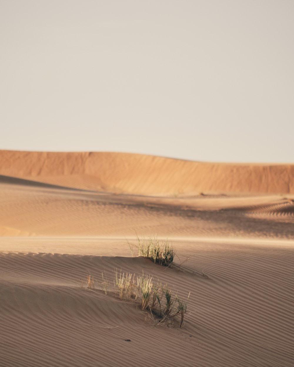 Un désert de sable avec des arbres