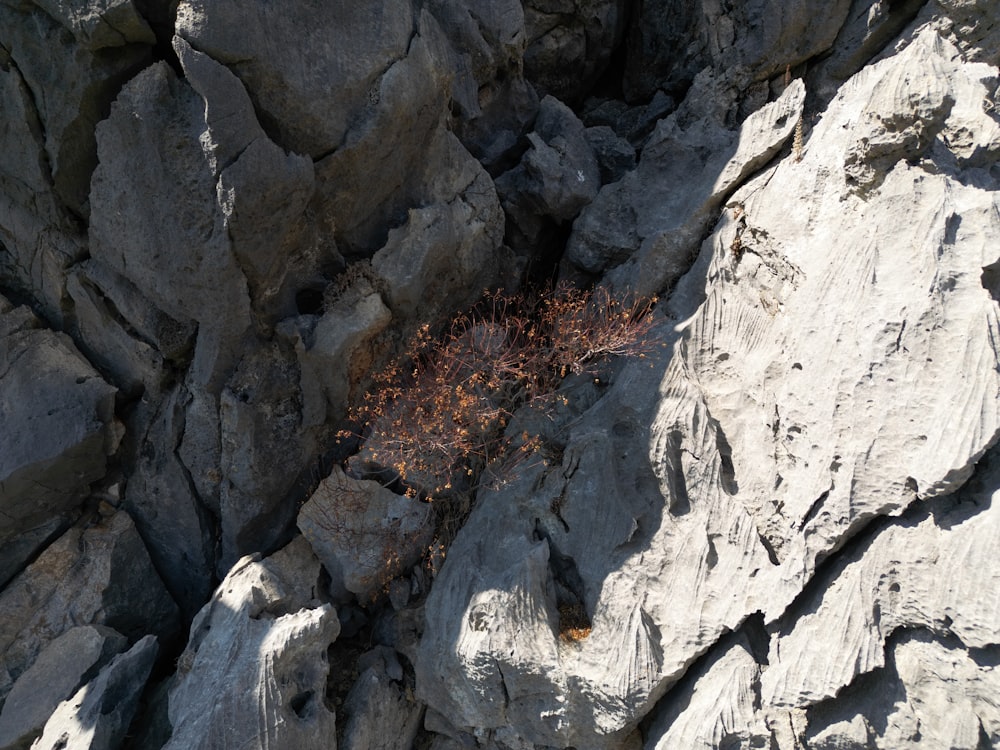 a plant growing out of a rock