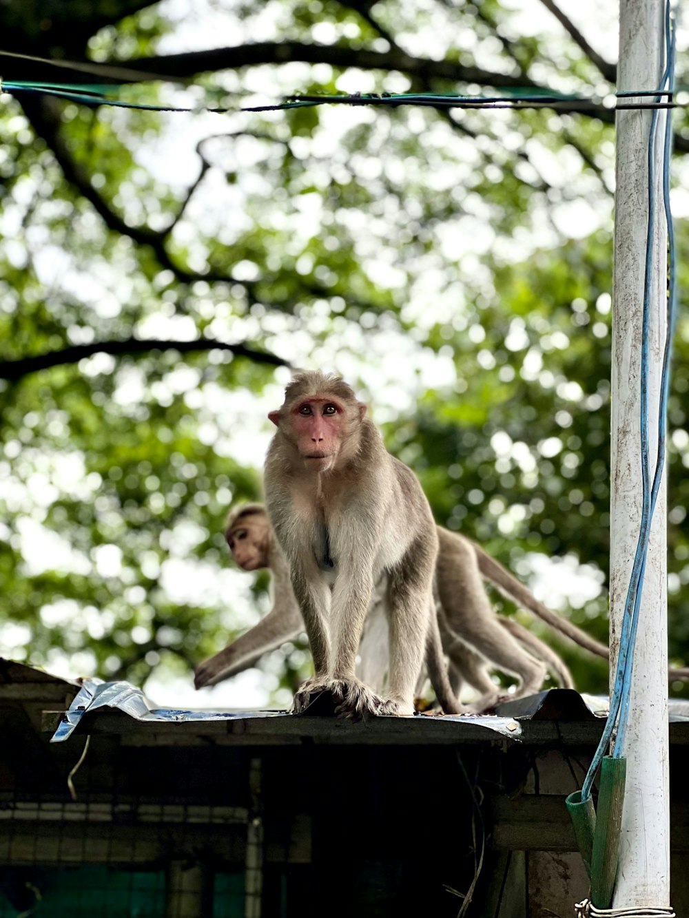 a monkey sitting on a roof