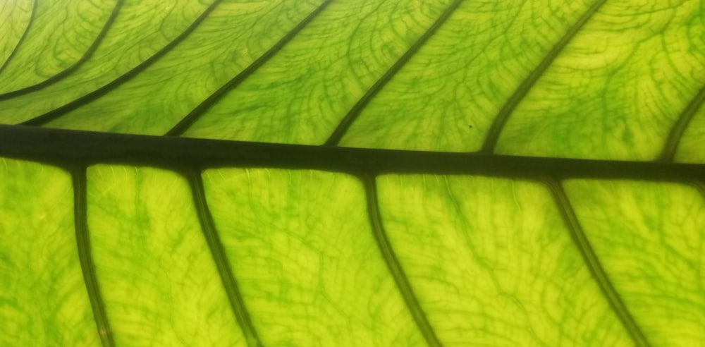 a close up of a leaf