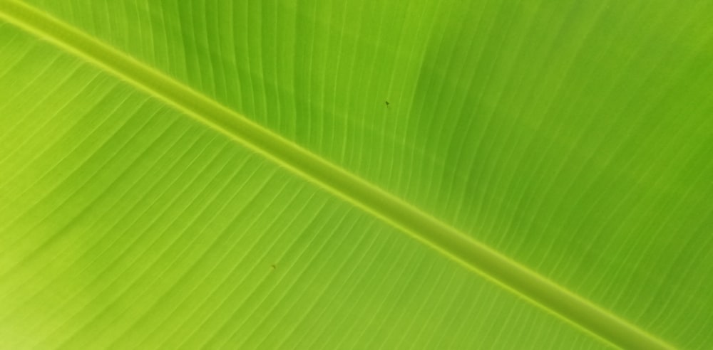 a close up of a leaf