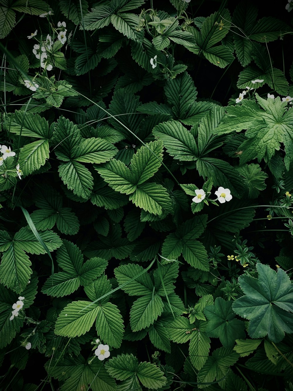 a group of green leaves