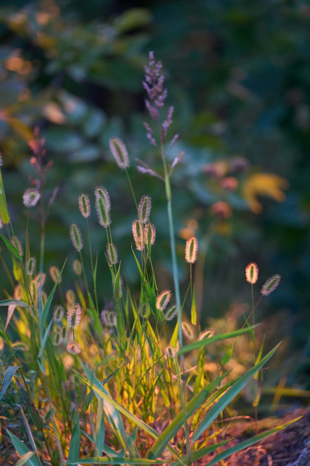 a close-up of some flowers