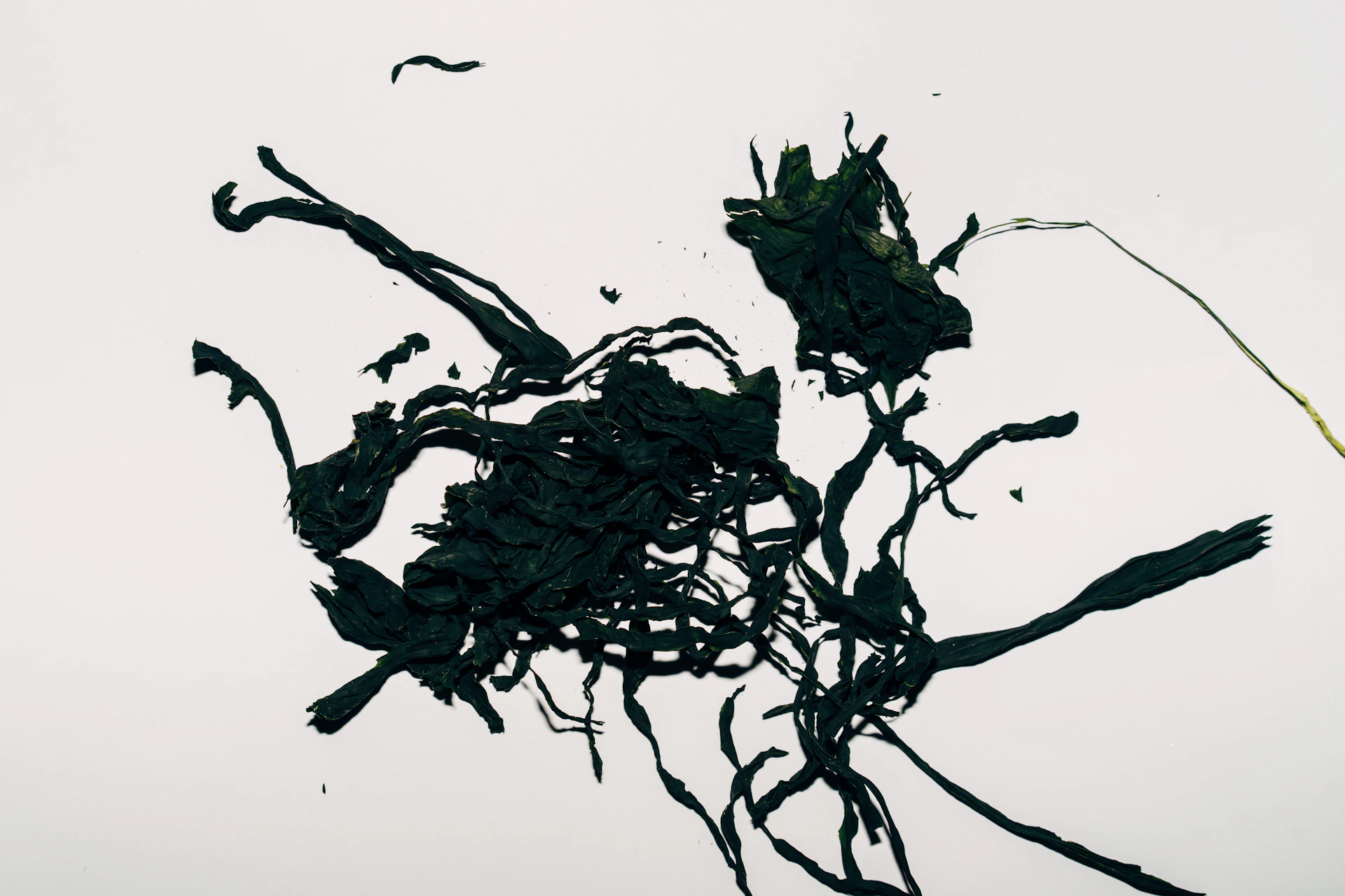 a tree with branches and leaves