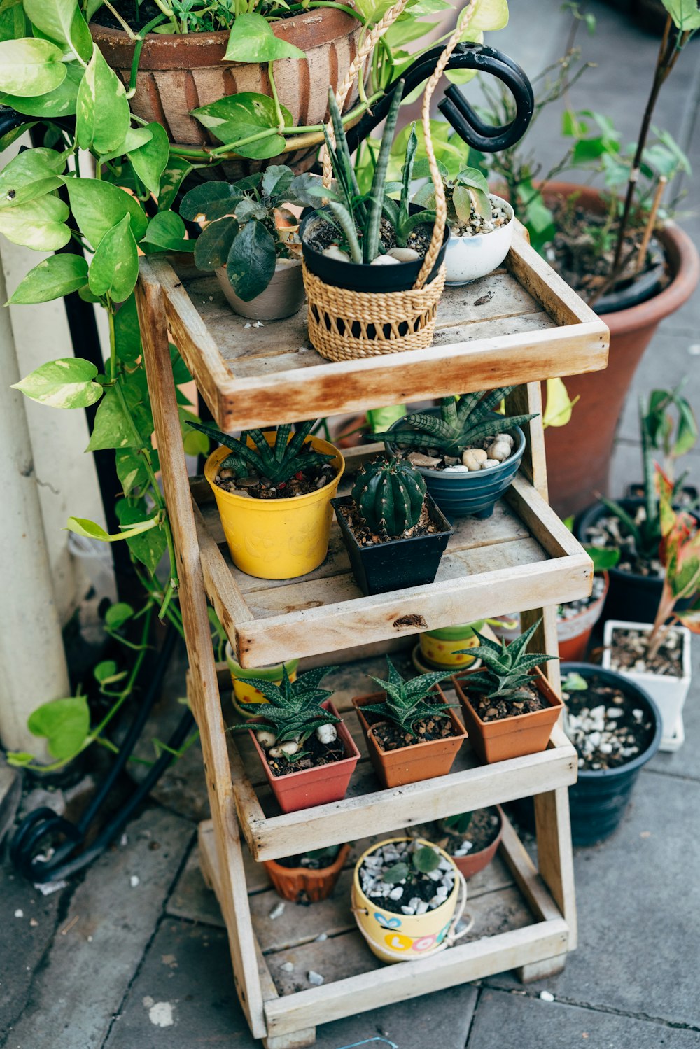 un grupo de plantas en maceta