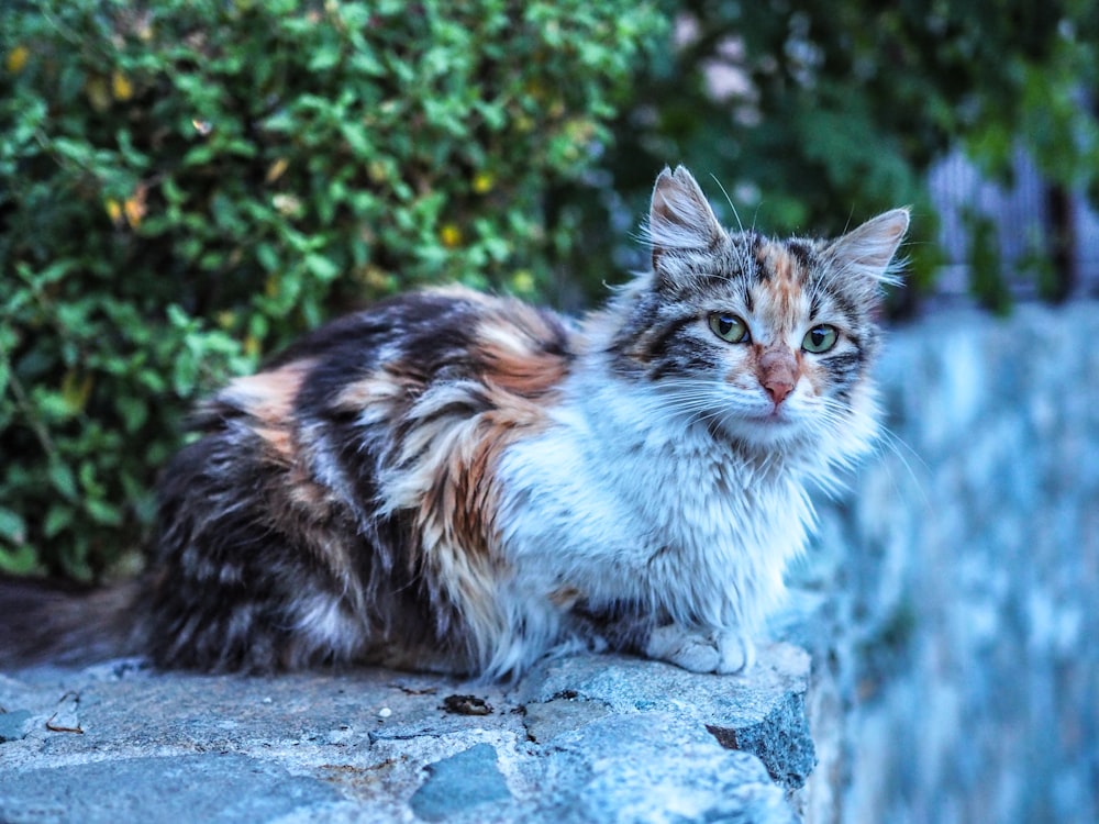 un gatto seduto su una roccia