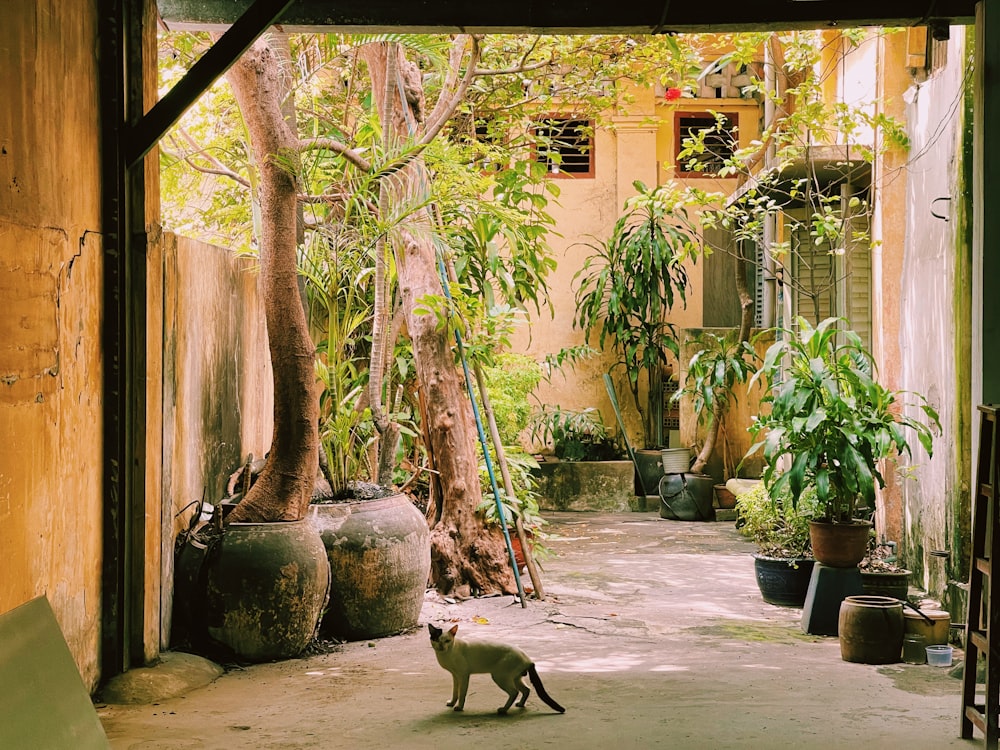 a cat walking in a courtyard