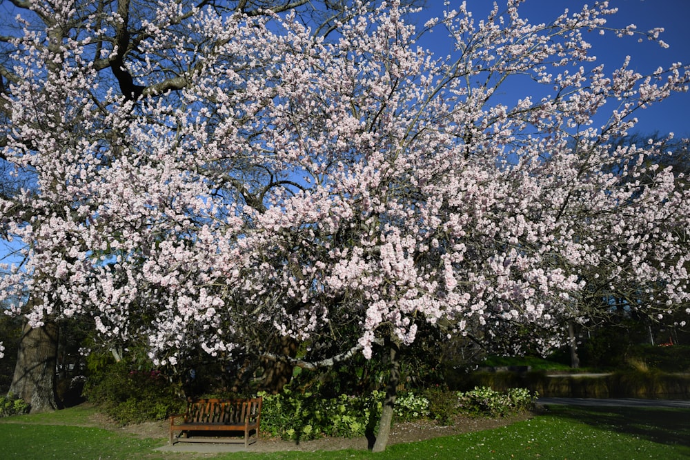 a bench in a park