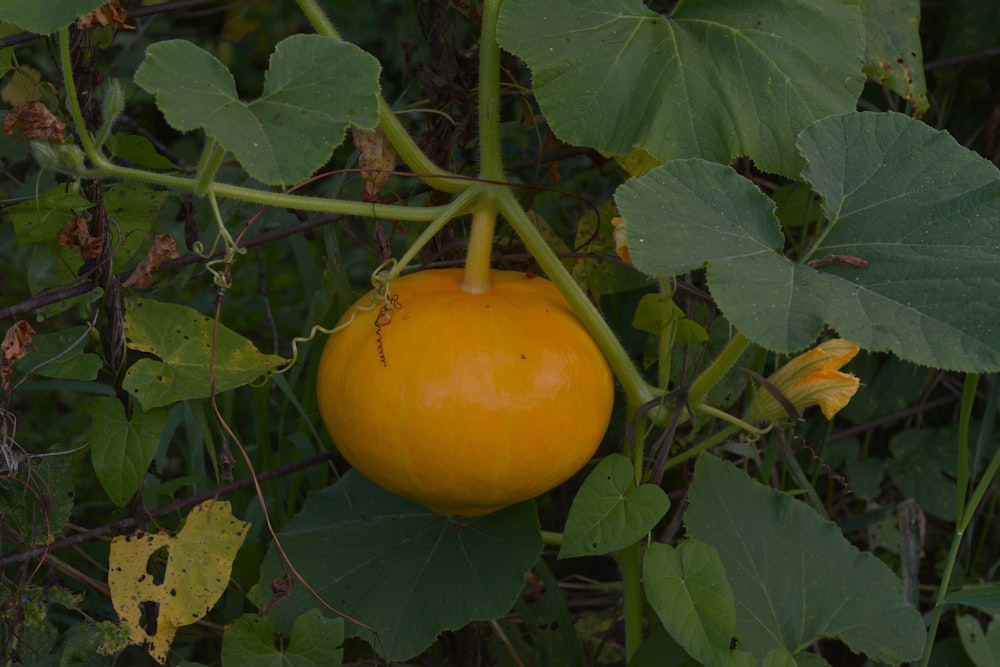 a lemon from a tree