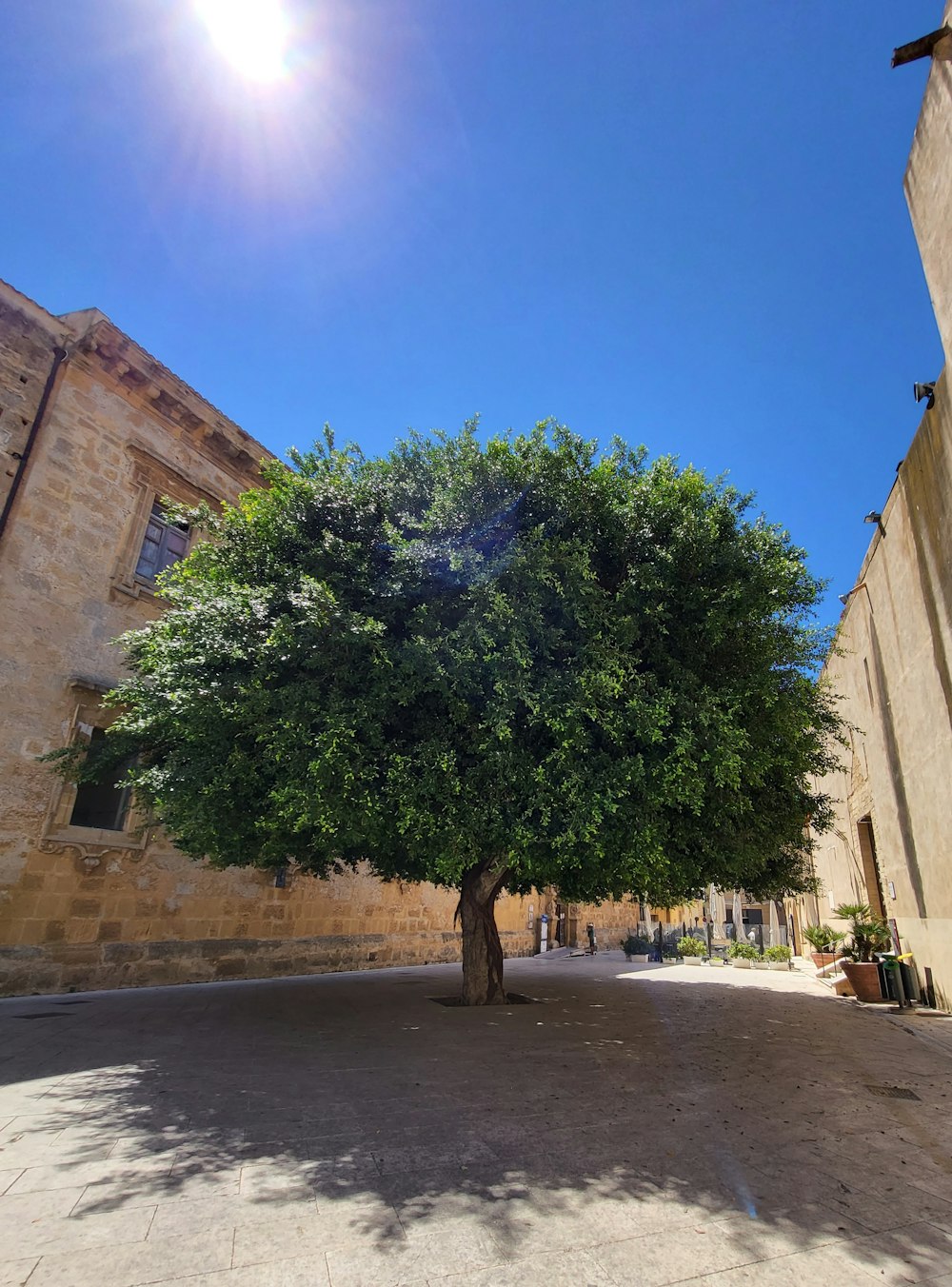 a tree in a courtyard