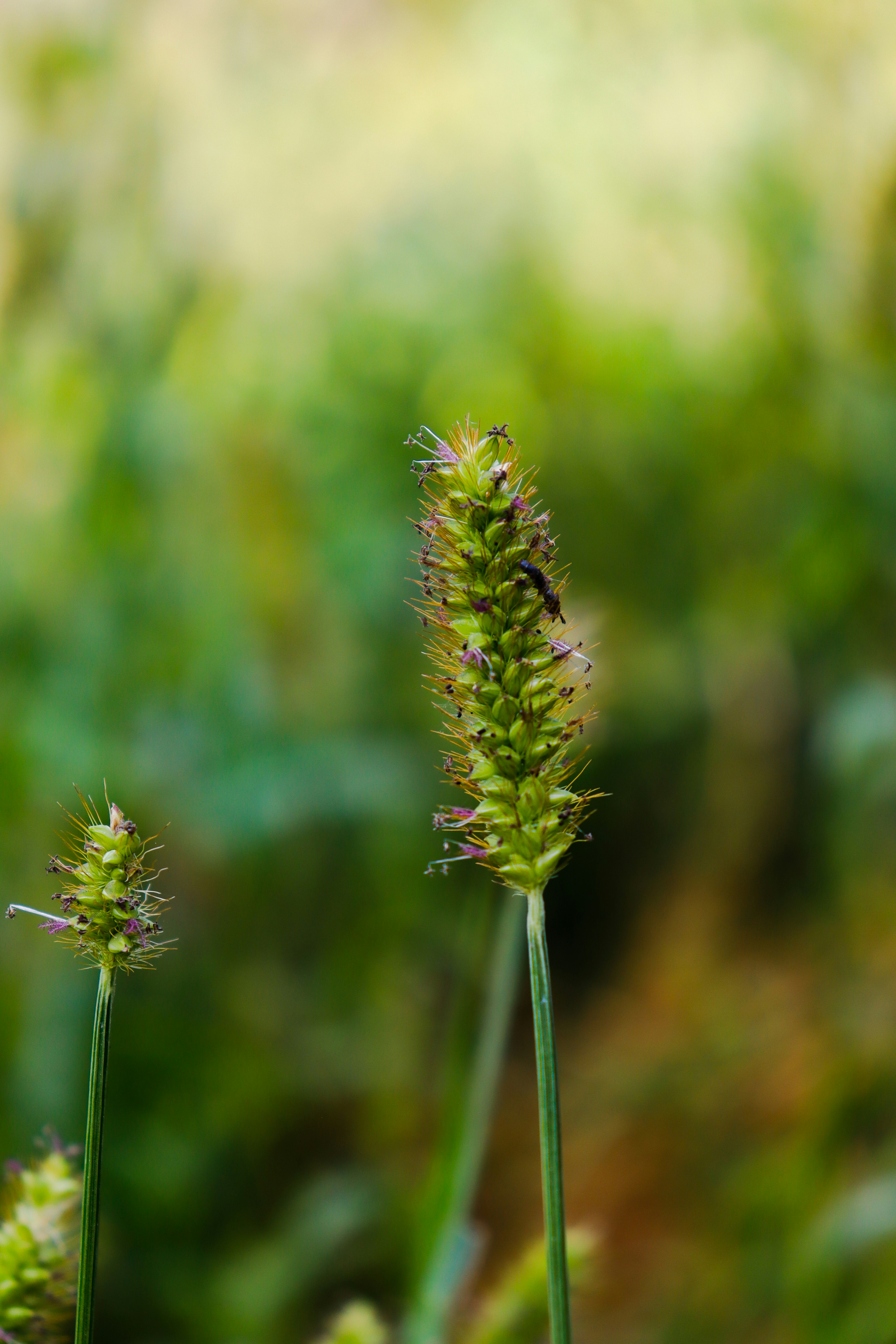 Photo by eusebiu_soica