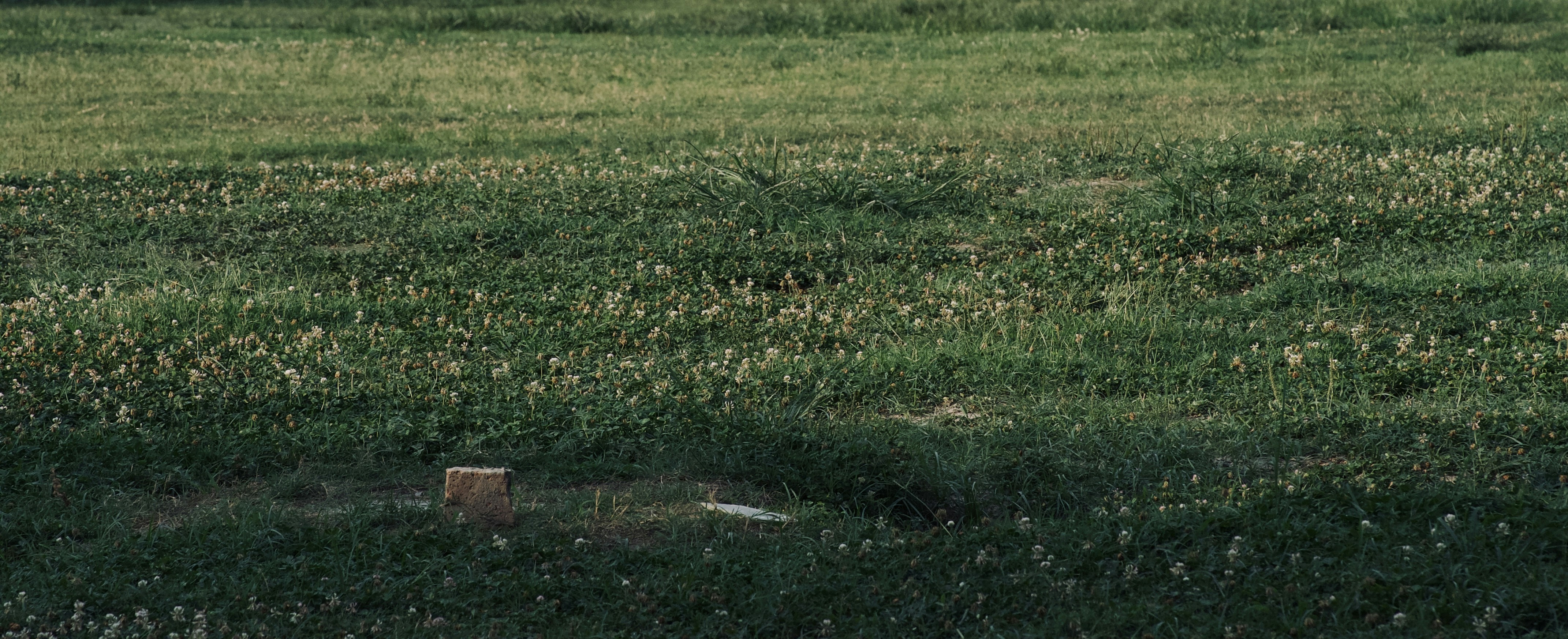 a field of grass