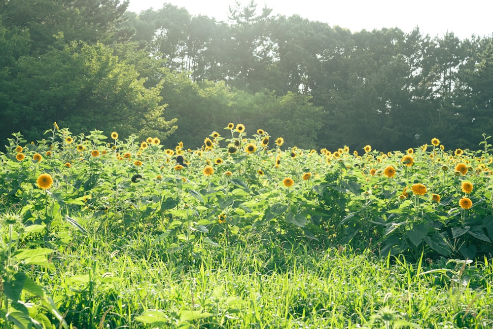 a field of sunflowers