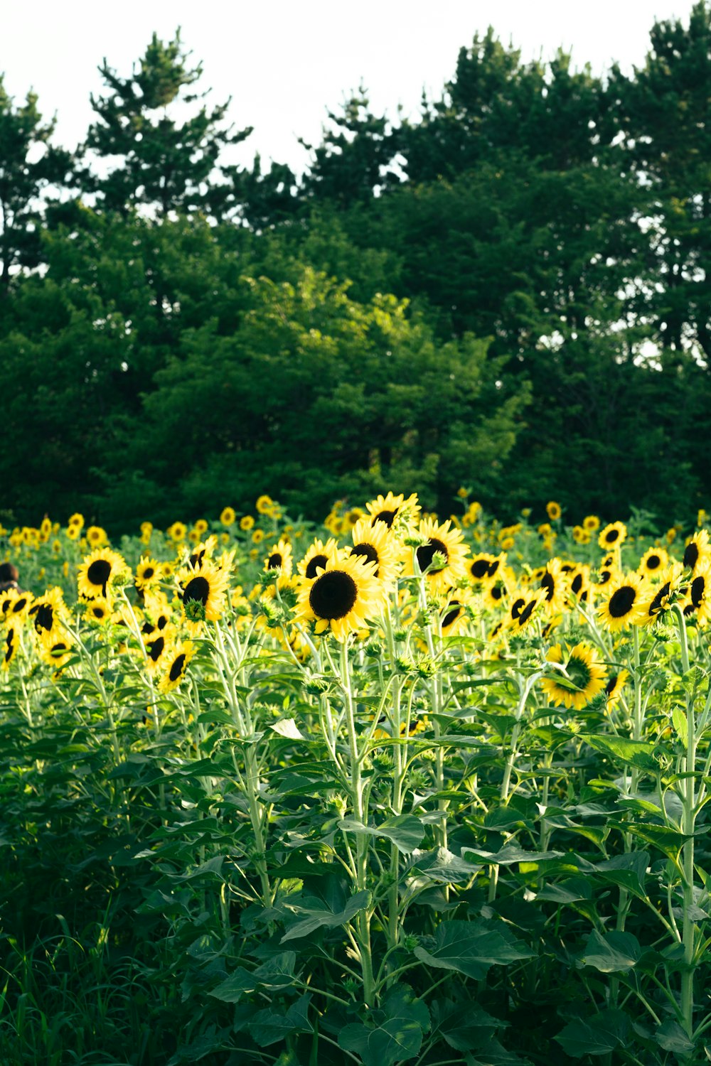 a field of sunflowers