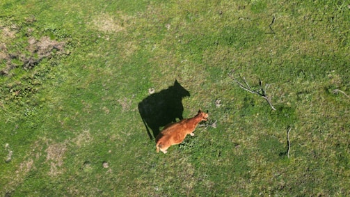 two animals on grass