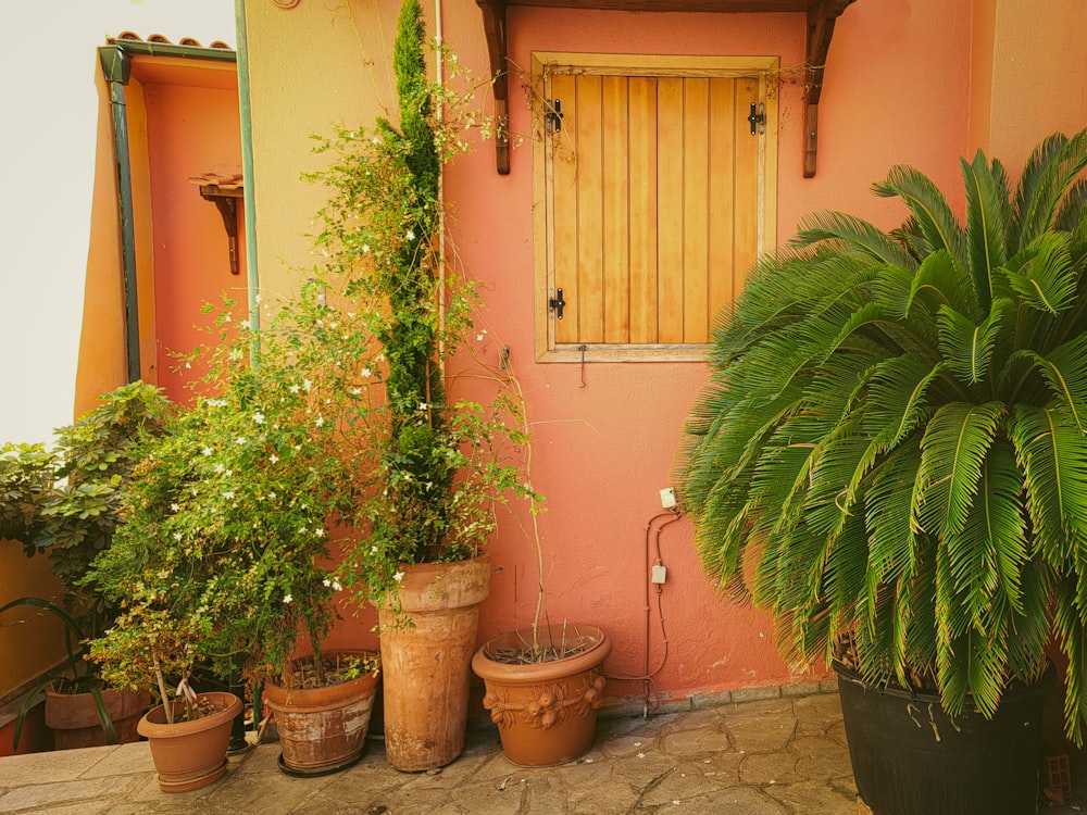 a group of potted plants outside a house