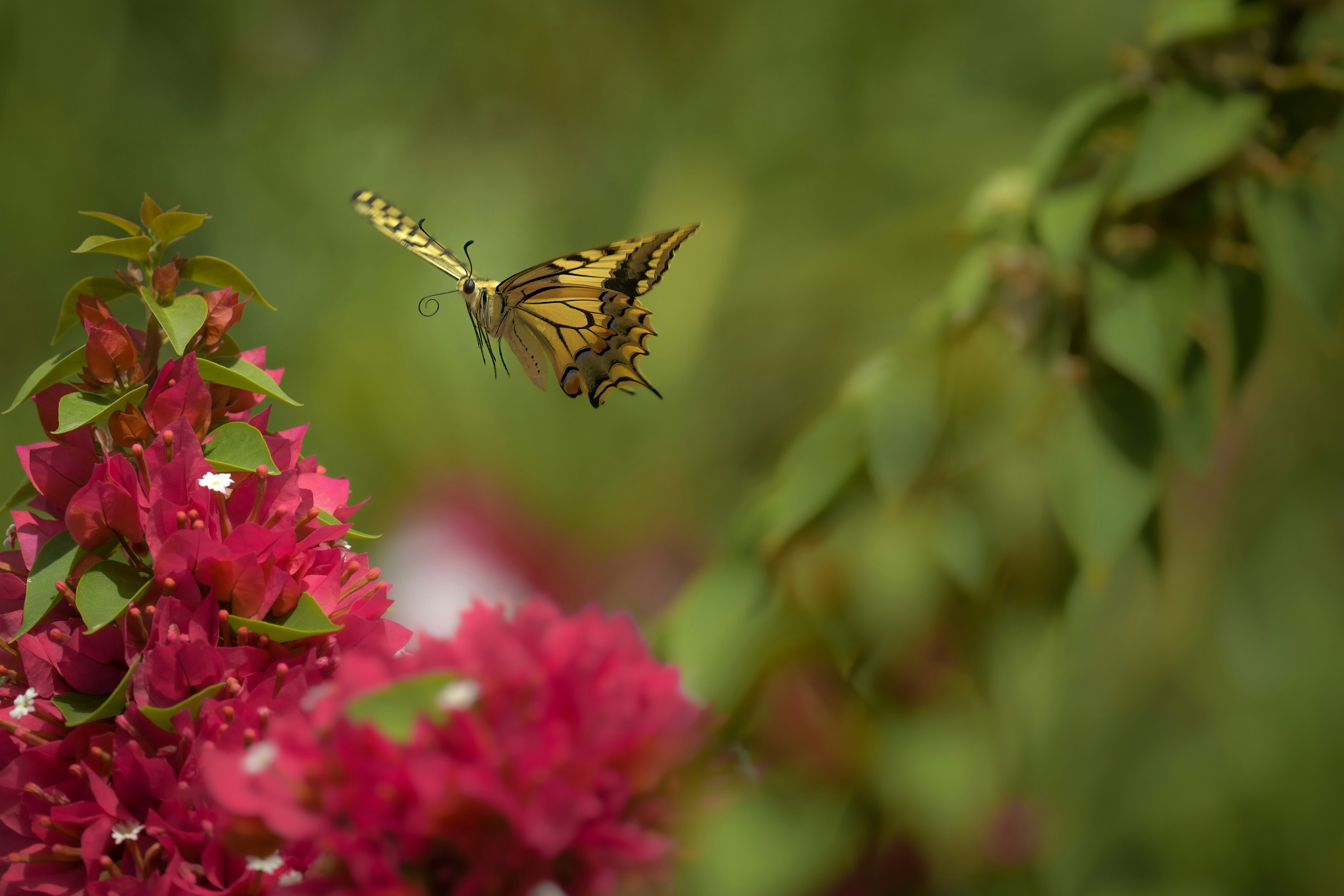 Photo by vincentvanzalinge