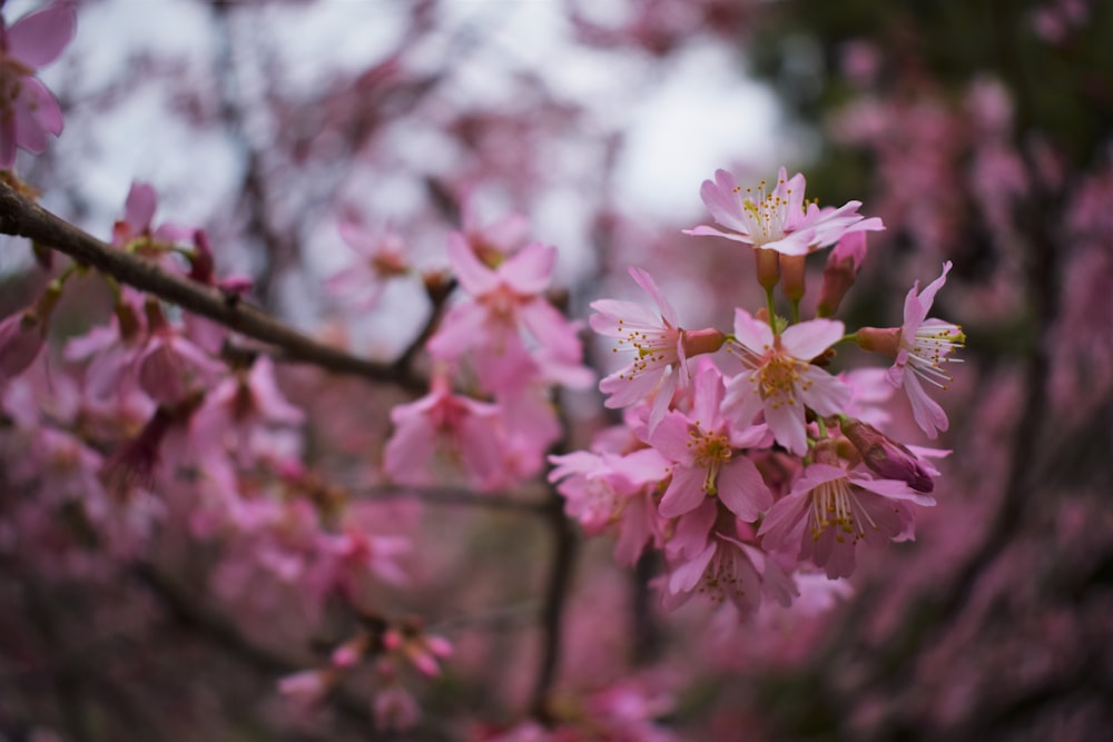 a close up of pink flowers