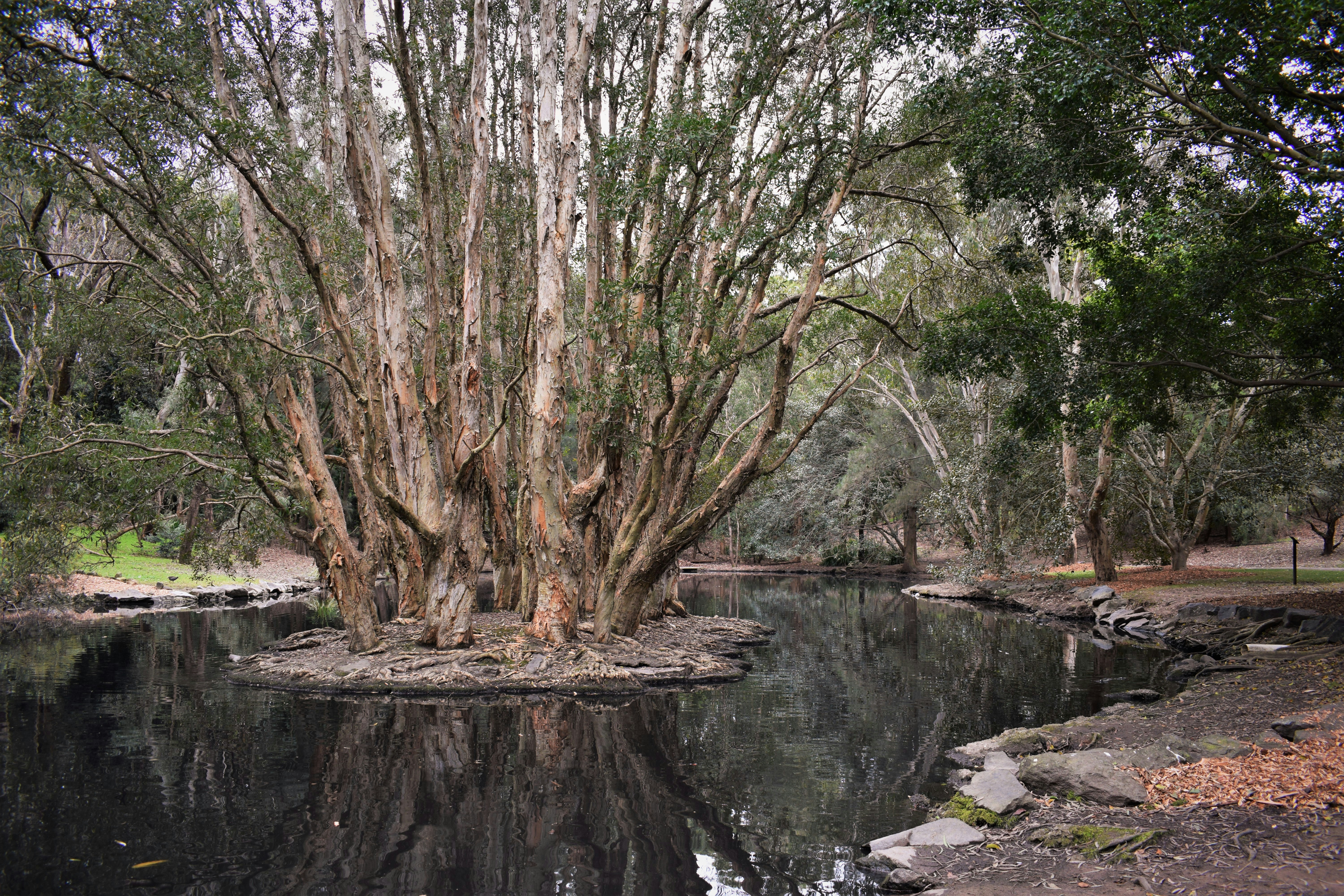 a tree in a pond
