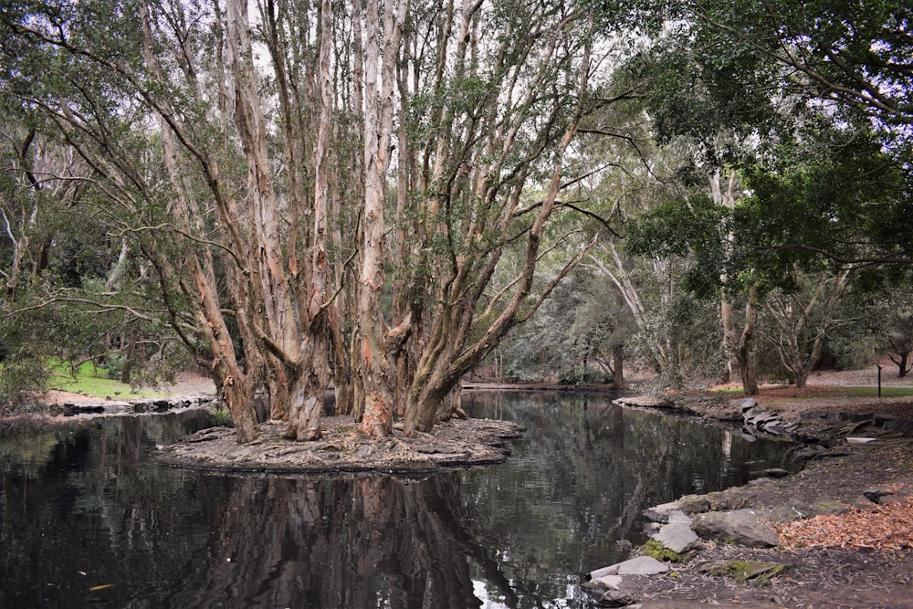 a tree in a pond