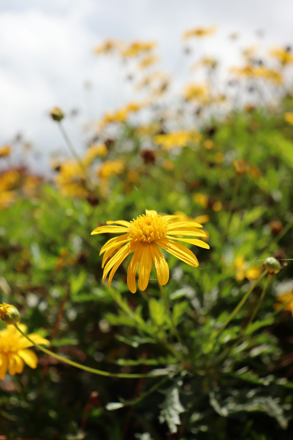 a yellow flower in a field