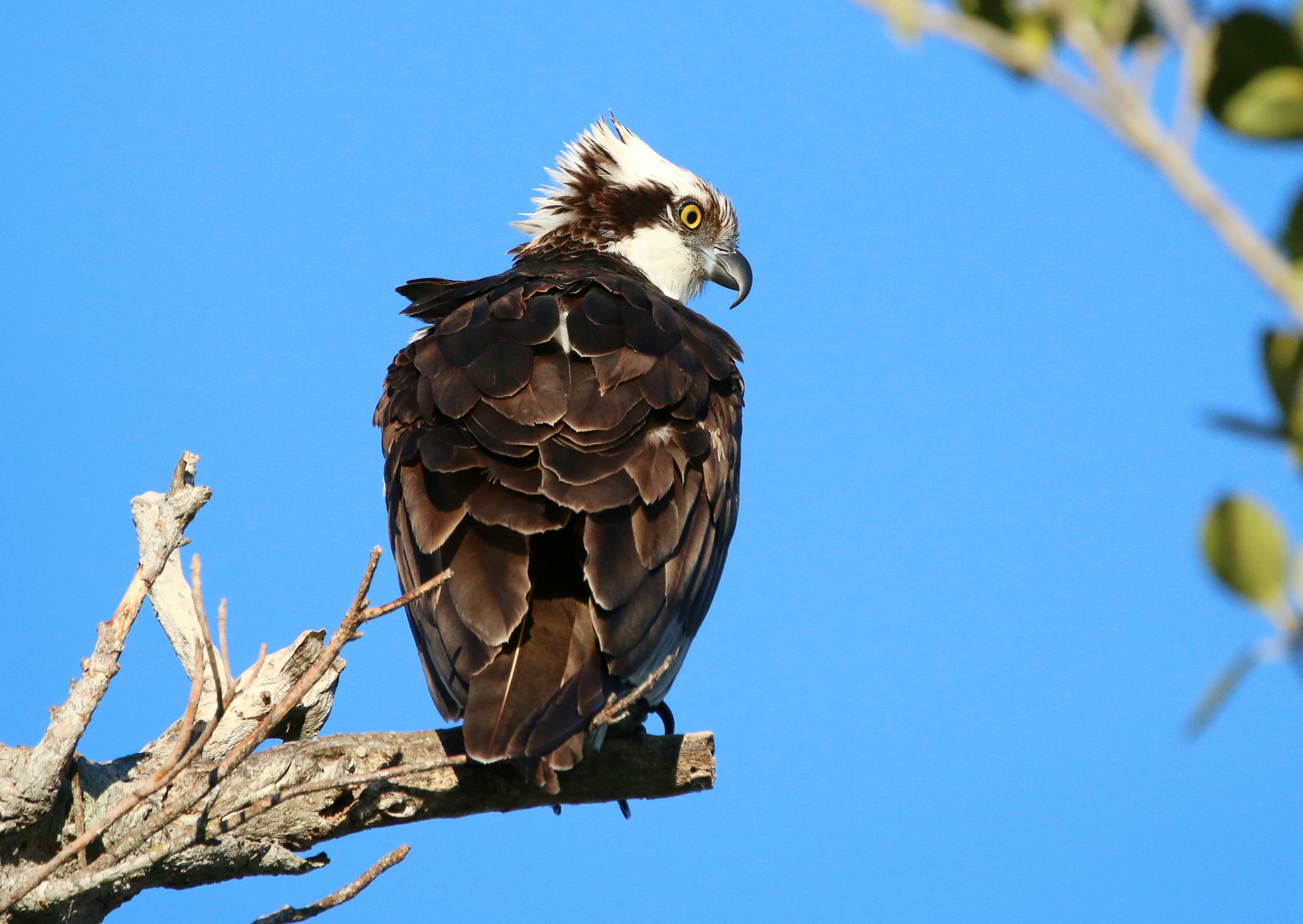 Photo by goldenplover31