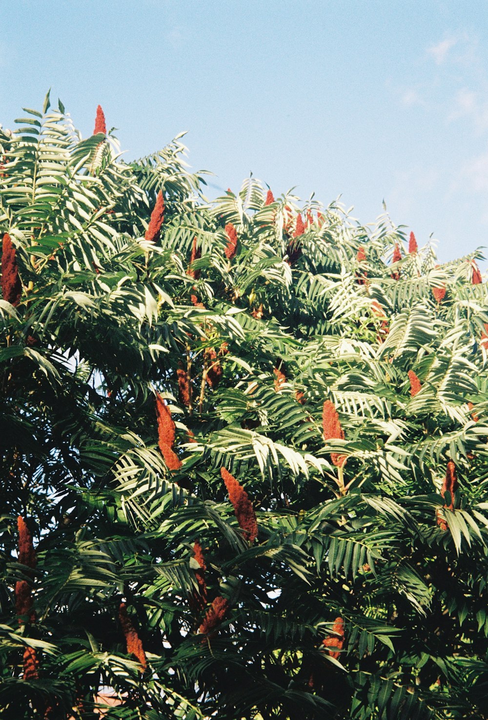 a group of palm trees next to a tree