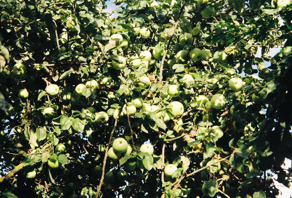 um cacho de bananas verdes penduradas em uma árvore