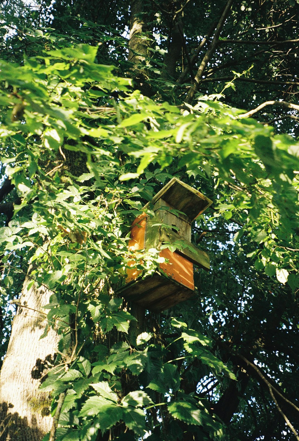 a large tree in a forest