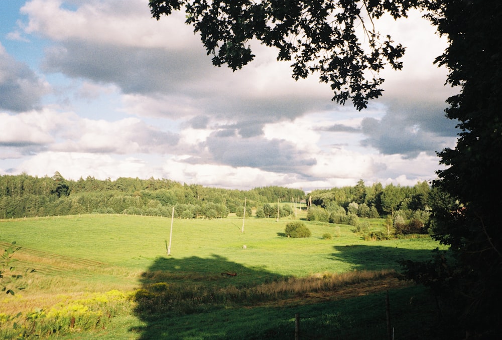 a close up of a lush green field