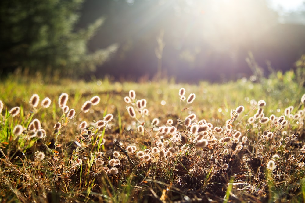 a field of grass with small white flowers