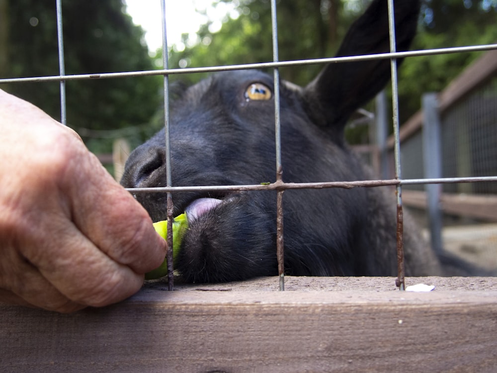 a black cow licking a hand