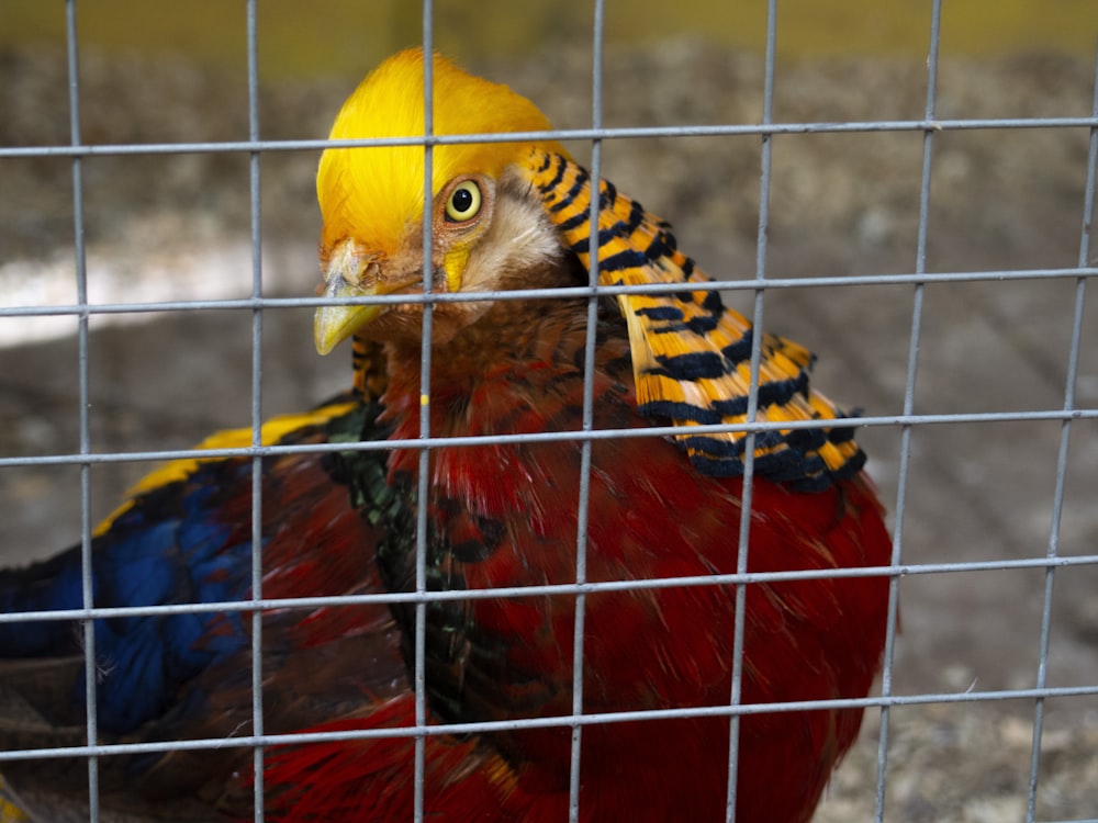 a yellow and red bird