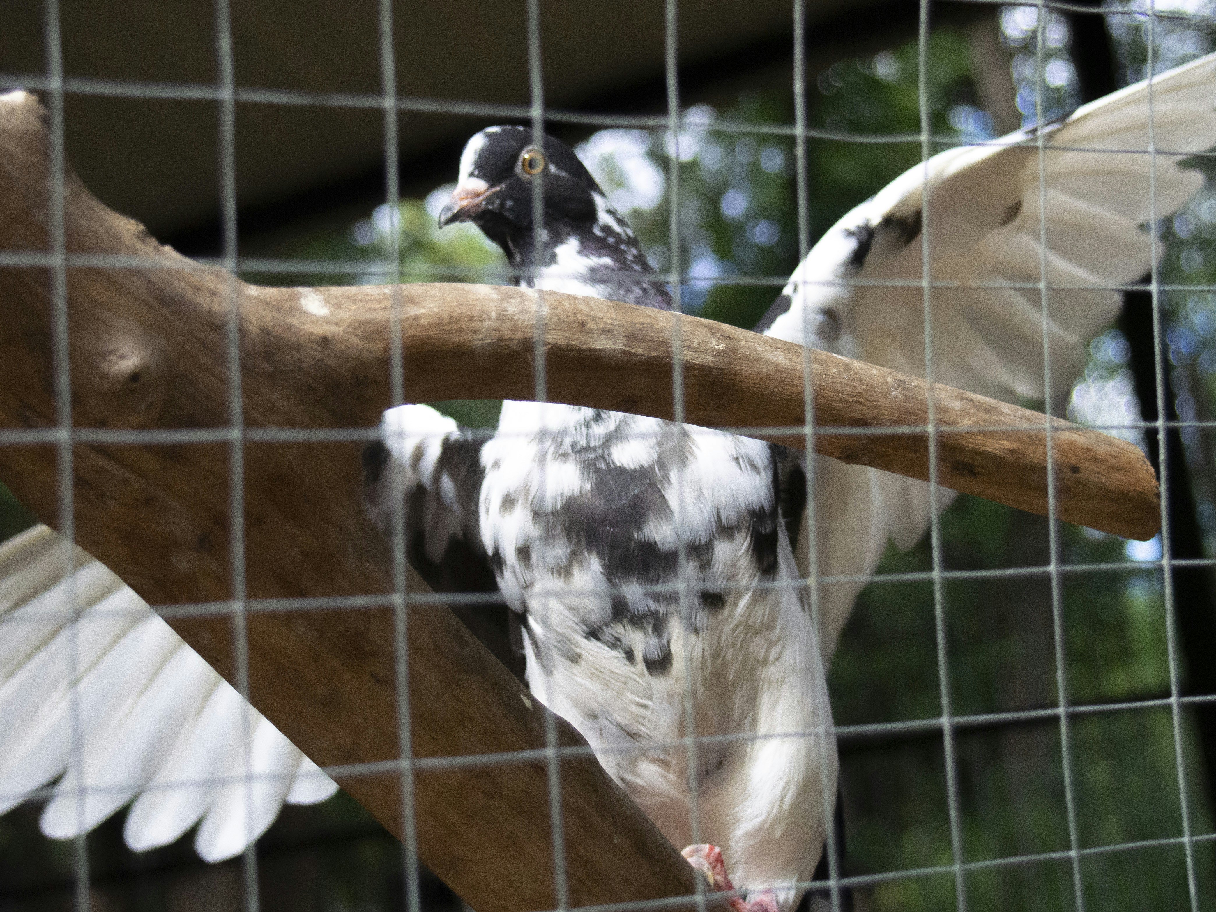 Un oiseau en cage