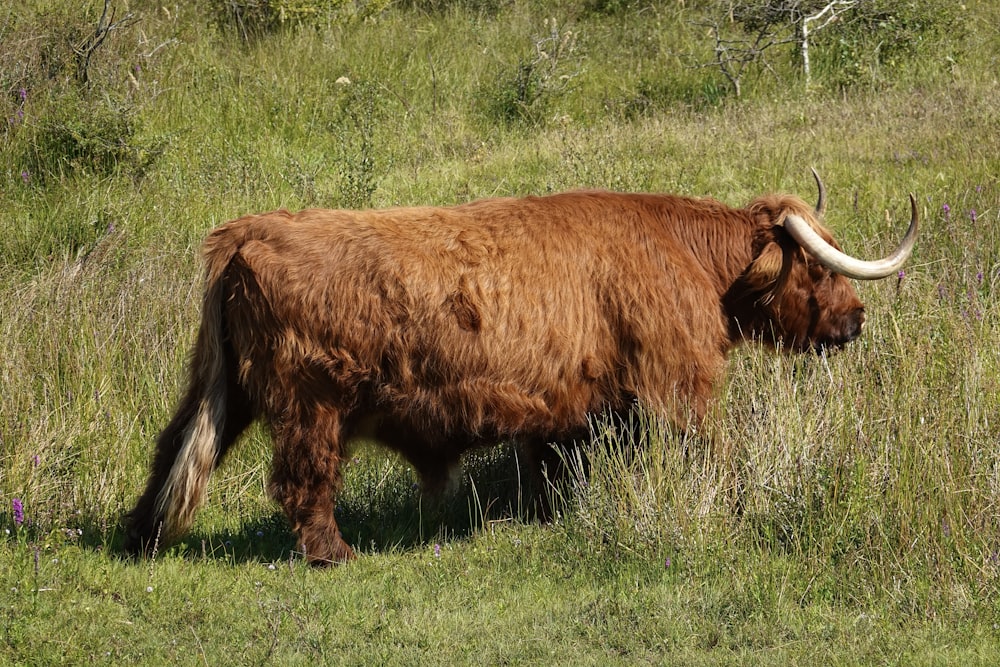 a large brown yak in a grassy field