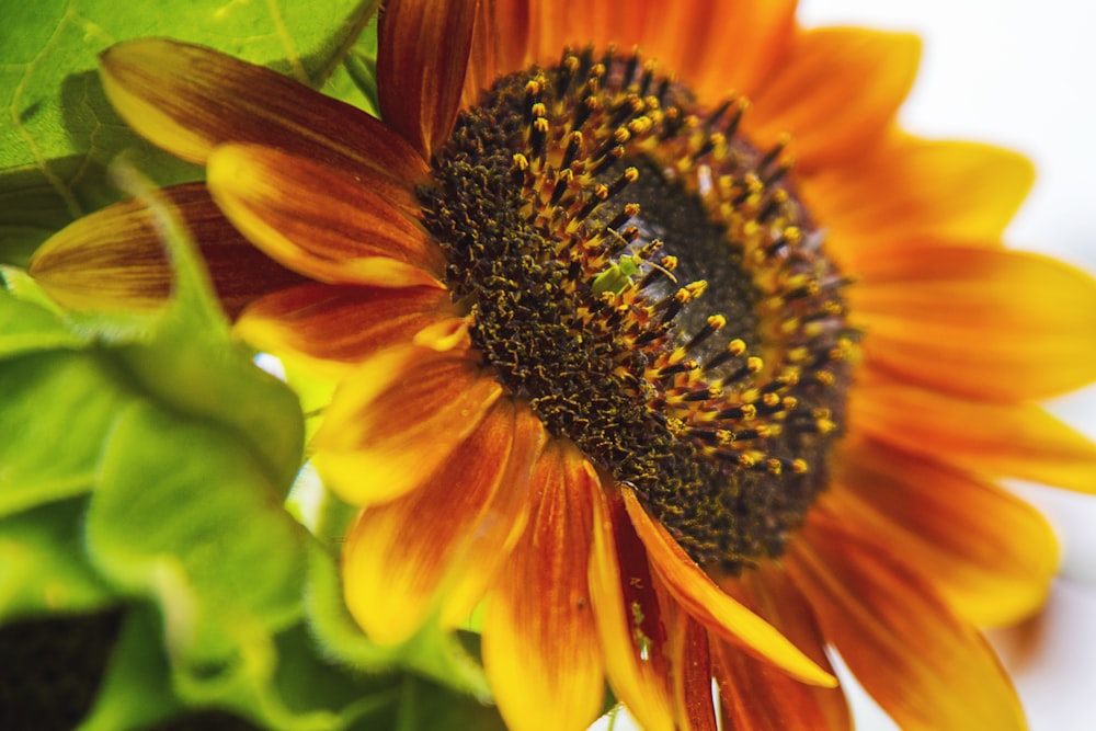 a close up of a flower