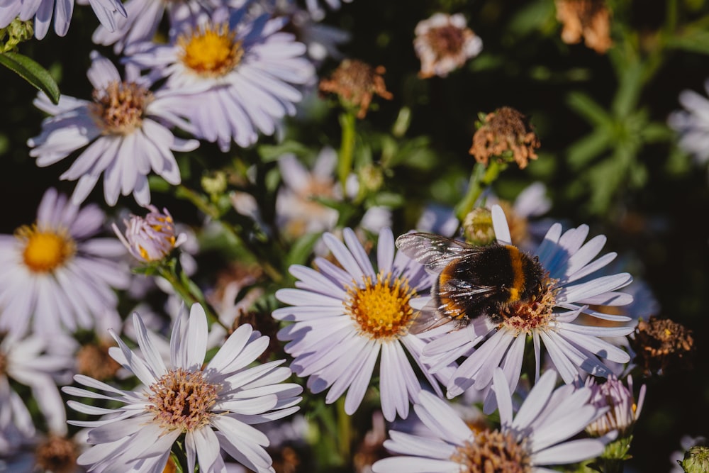 a bee on a flower