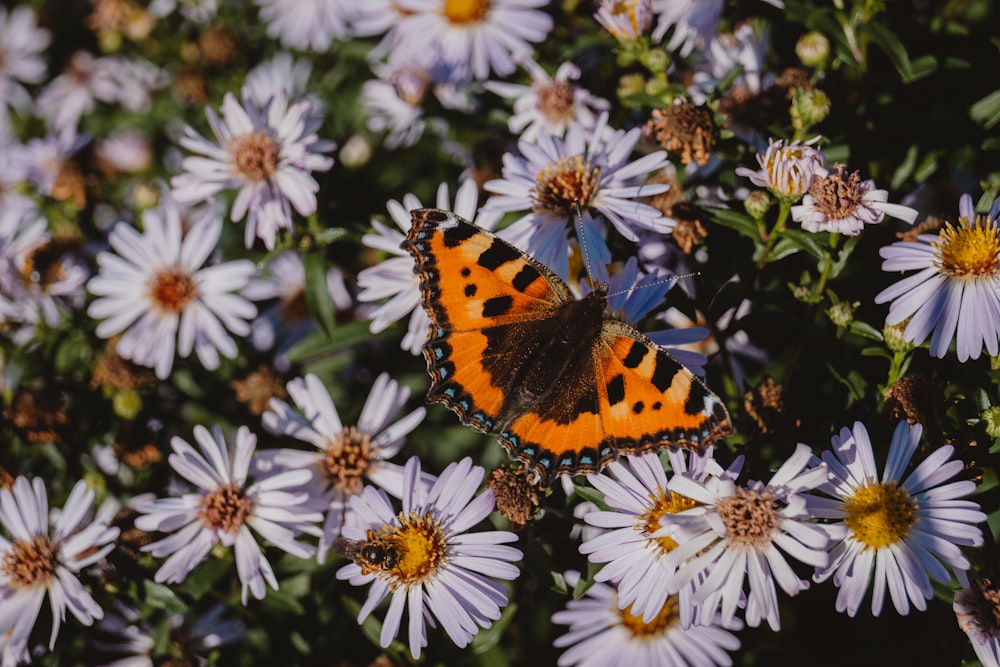 a butterfly on a flower