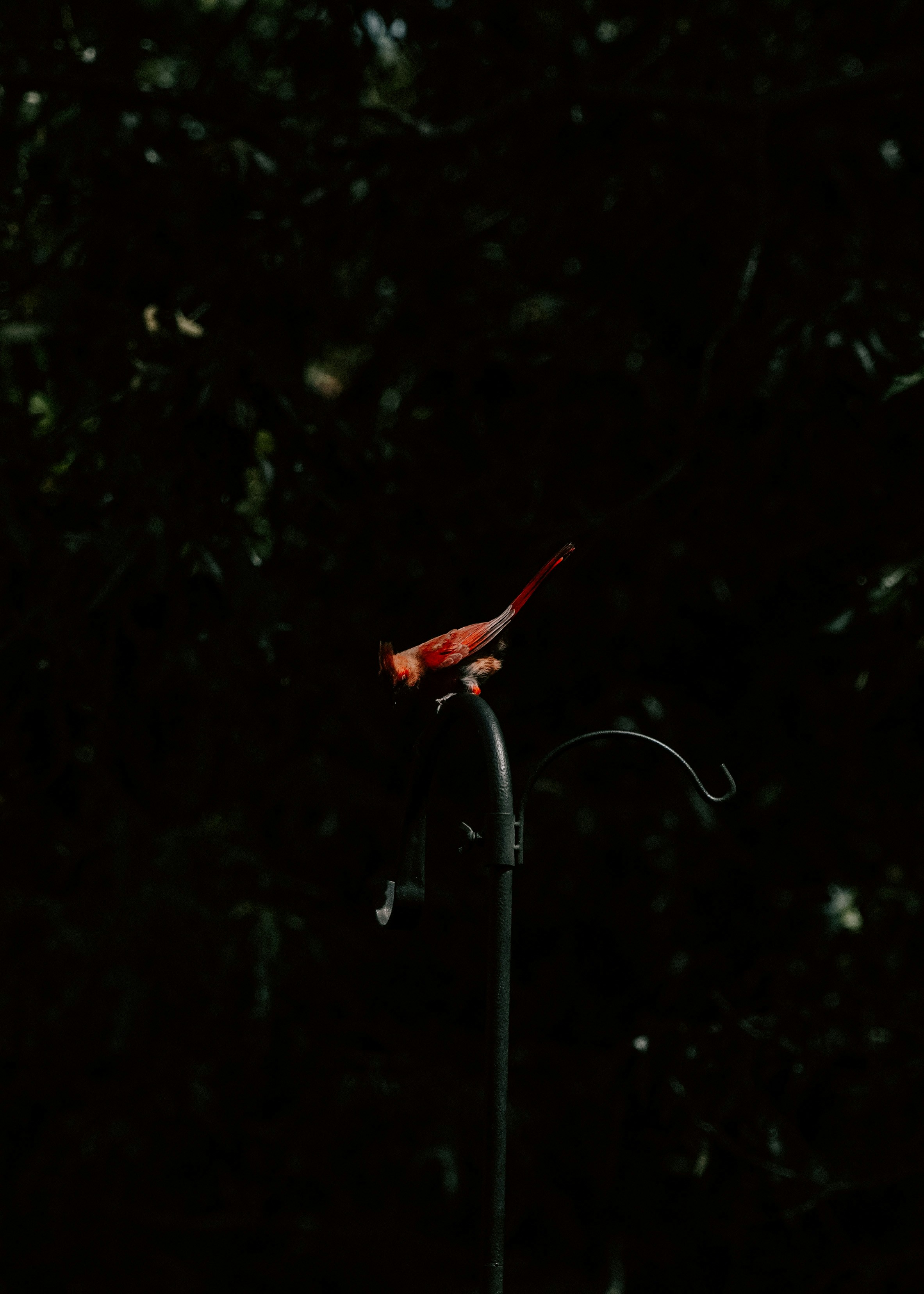 a red insect on a metal pole
