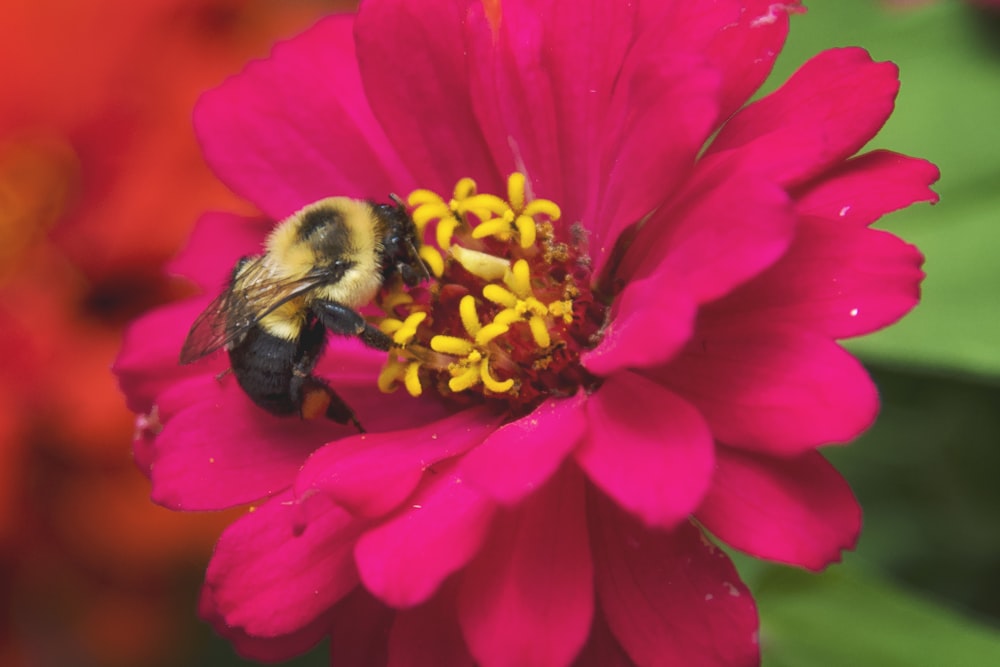 a close up of a flower