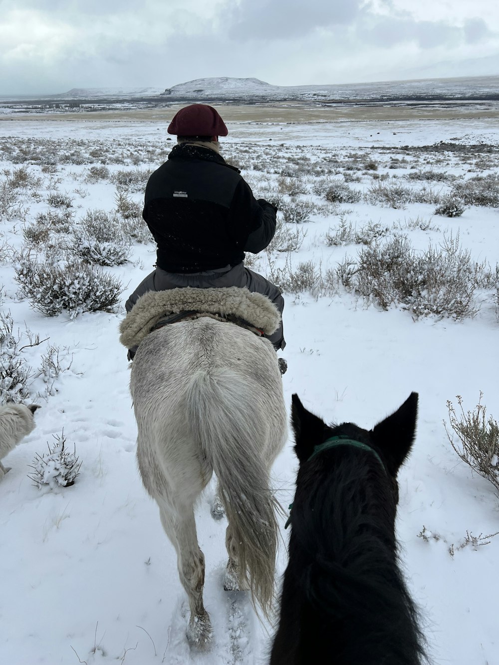 Una persona che cavalca un cavallo nella neve