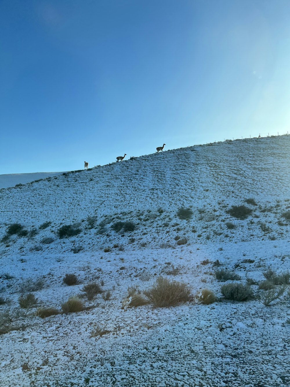 uma colina nevada com arbustos e árvores