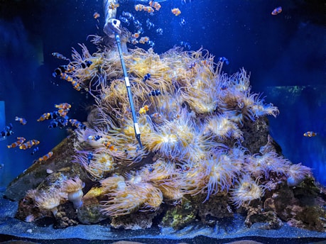 A vibrant underwater scene featuring a large cluster of sea anemones on a rock, surrounded by numerous clownfish. The anemones have long, flowing tentacles in shades of yellow and white, creating a dynamic display against the dark blue water. Clownfish, identifiable by their orange and white stripes, swim playfully around the scene. A maintenance tool is visible above the anemones.