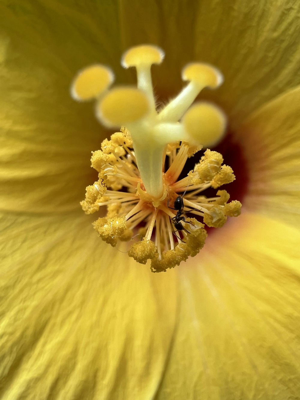 a bee on a flower