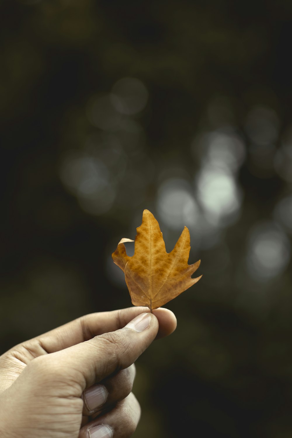 a hand holding a leaf