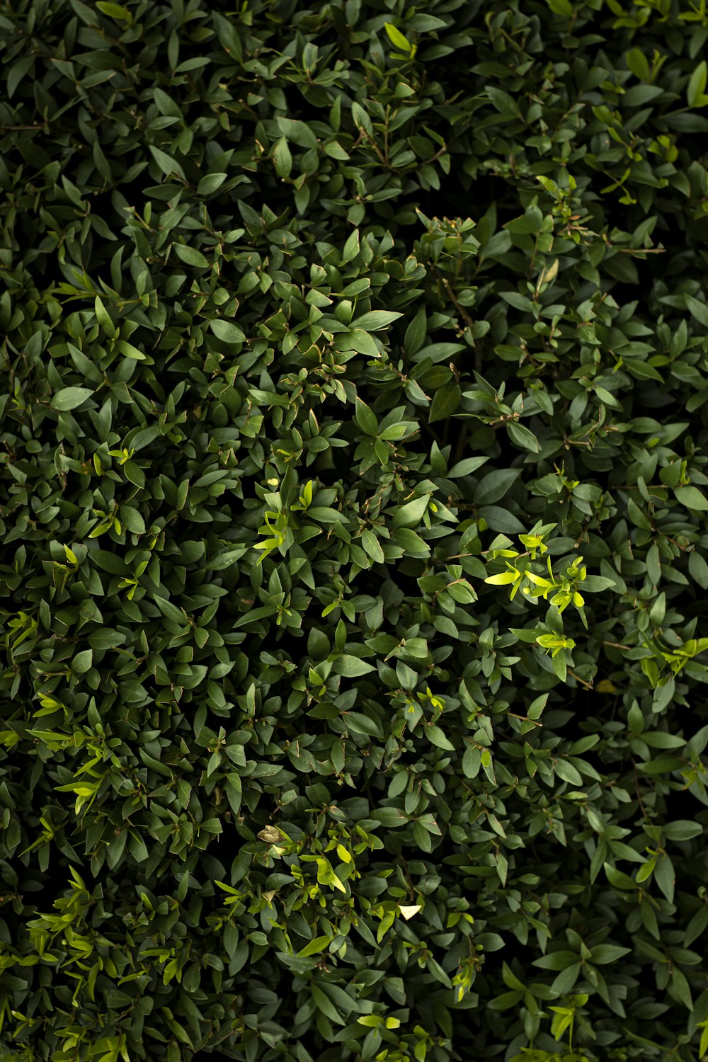 a close up of some leaves