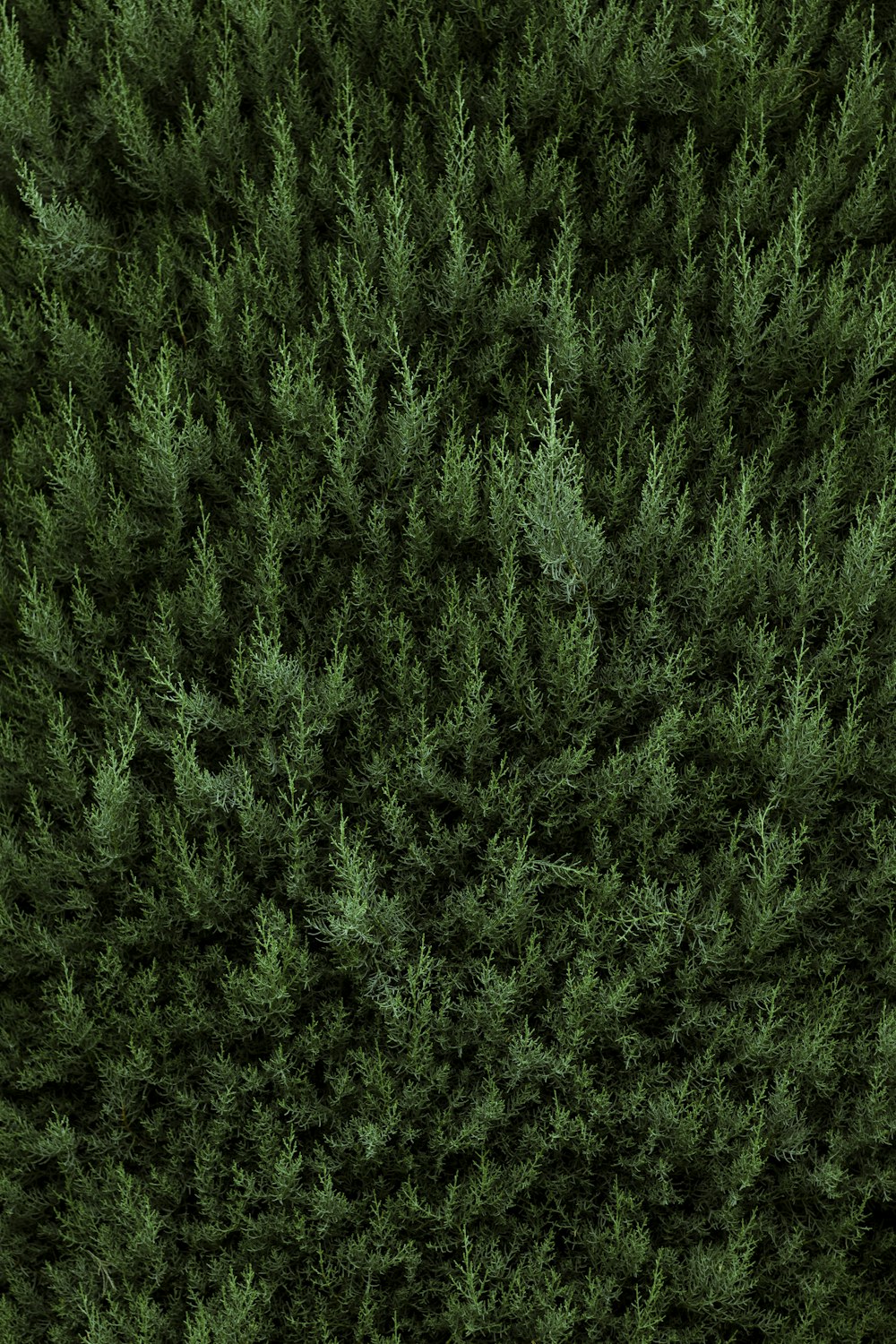 a close-up of a green grass